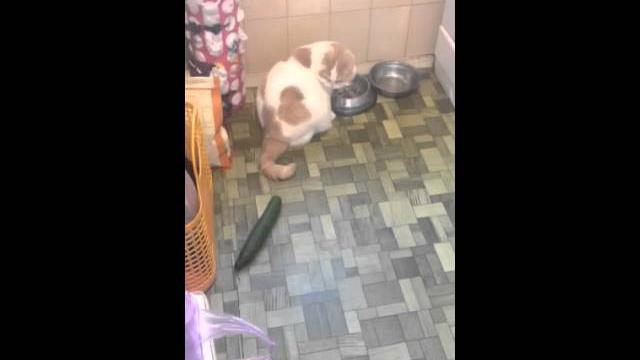 видео "Кот и огурец" видео "Кот и огурец"