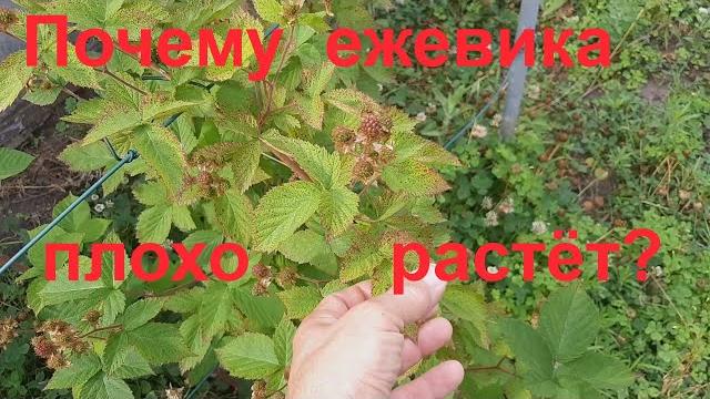 Почему не растет ежевика? Почему не растет ежевика?