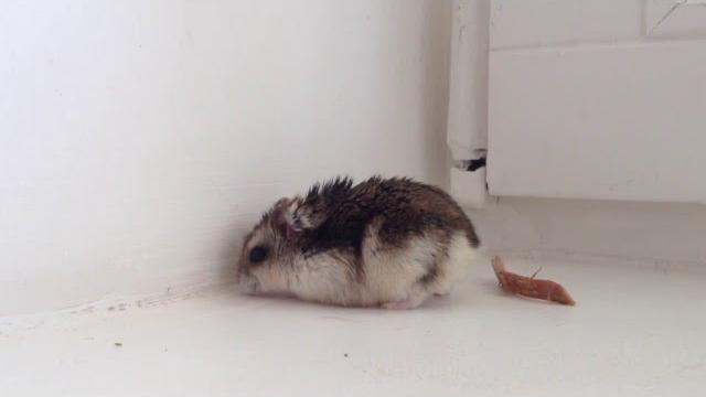 Видео про хомяка.Video about hamster. Видео про хомяка.Video about hamster.