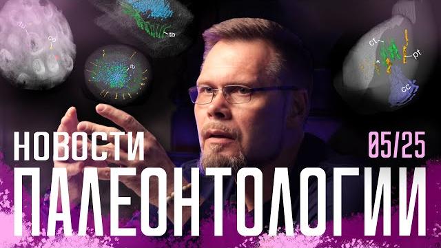 Сколько весили динозавры? | Экзоскелет позвоночных | Гигантские меловые рыба и черепаха из России Сколько весили динозавры? | Экзоскелет позвоночных | Гигантские меловые рыба и черепаха из России