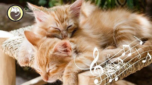 Cat Purring and 528Hz Healing Music - Deep Relaxation, Sleep Music, Stress Relief Cat Purring and 528Hz Healing Music - Deep Relaxation, Sleep Music, Stress Relief