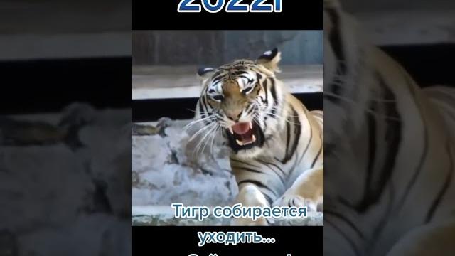год тигра уходит и приходит год кролика год тигра уходит и приходит год кролика