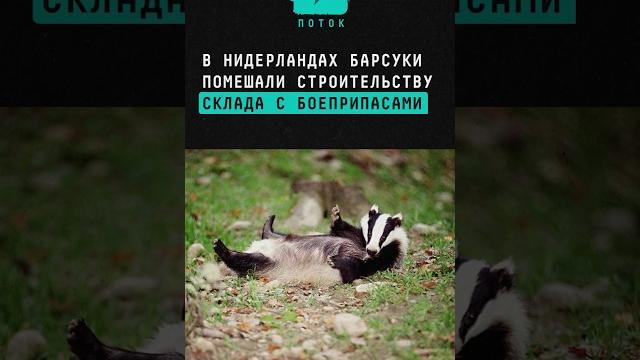 В Нидерландах барсуки помешали строительству склада с боеприпасами #Нидерланды #барсук #боеприпасы В Нидерландах барсуки помешали строительству склада с боеприпасами #Нидерланды #барсук #боеприпасы
