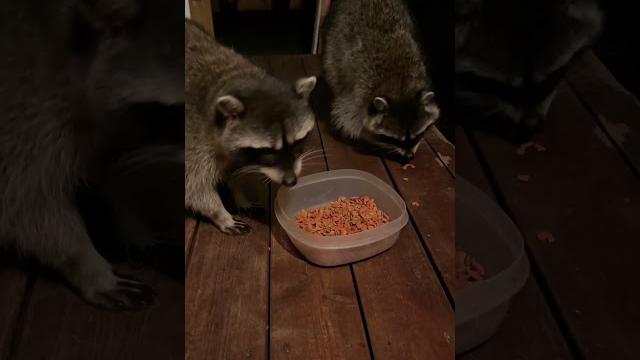Canada Vancouver Енотики из леса #канада #приколы #енот #животныесмешные #raccoon #смешныевидео Canada Vancouver Енотики из леса #канада #приколы #енот #животныесмешные #raccoon #смешныевидео