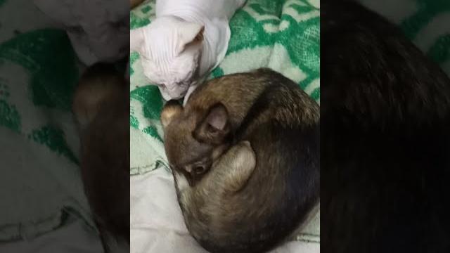 Кто как спит в моей стае... Кто как спит в моей стае...
