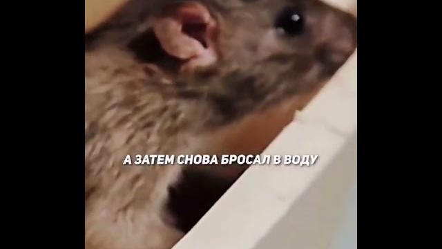 Эксперимент над крысами | Experiment on rats Эксперимент над крысами | Experiment on rats