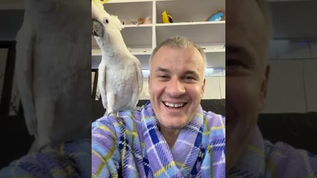 Попугай Какаду ревнует хозяина) #какаду #юмор #cockatoo #birds #parrot #говорящийпопугай #comedy Попугай Какаду ревнует хозяина) #какаду #юмор #cockatoo #birds #parrot #говорящийпопугай #comedy