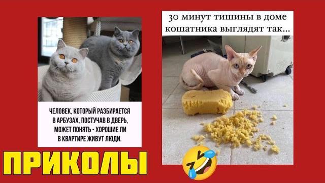 Смешно, пушисто и местами гениально! Мемы, которые рассмешат смешные картинки, котики приколы Смешно, пушисто и местами гениально! Мемы, которые рассмешат смешные картинки, котики приколы