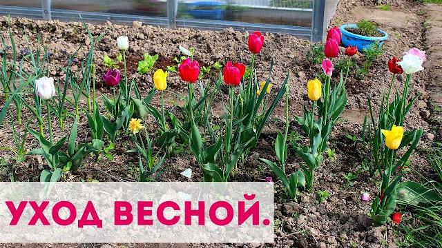 Только после этого тюльпаны и нарциссы цветут - невозможно оторвать глаз. Уход за луковичными Только после этого тюльпаны и нарциссы цветут - невозможно оторвать глаз. Уход за луковичными