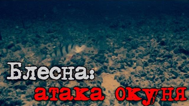 Блесна: атака окуня - подводное видео Блесна: атака окуня - подводное видео