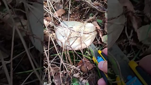 Шампиньоны Полевые Съедобный Вкусный Гриб. 29.09.2024. #4k #video #super #лес #хобби #увлечение Шампиньоны Полевые Съедобный Вкусный Гриб. 29.09.2024. #4k #video #super #лес #хобби #увлечение