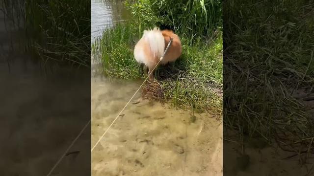 #шпиц#видео#хотимврек#собака#смешное#pets#shorts#reels#dog#funny#жизньсобак#сестрички#youtube #шпиц#видео#хотимврек#собака#смешное#pets#shorts#reels#dog#funny#жизньсобак#сестрички#youtube