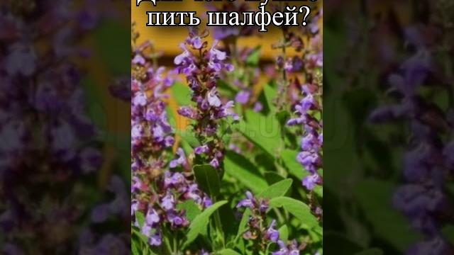 Для чего нужно пить шалфей? Для чего нужно пить шалфей?