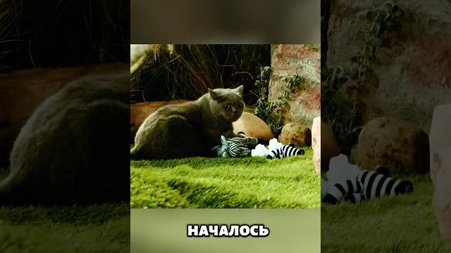 Построил дома джунгли для кота #милыеживотные #животные Построил дома джунгли для кота #милыеживотные #животные