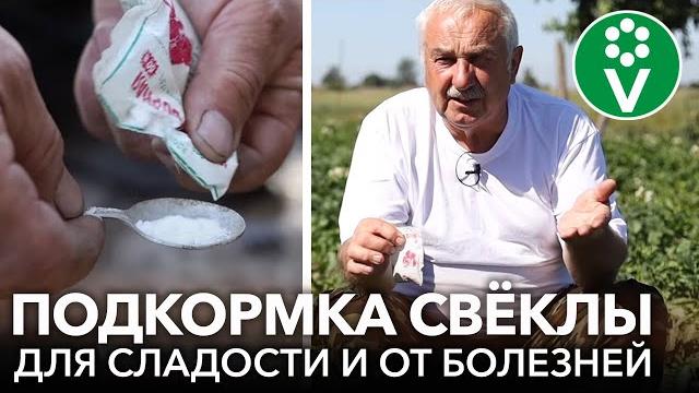 ВСЕГДА ОПРЫСКИВАЮ СВЁКЛУ ТАК В ИЮЛЕ и корнеплоды вырастают сладкими, сочными и хорошо хранятся ВСЕГДА ОПРЫСКИВАЮ СВЁКЛУ ТАК В ИЮЛЕ и корнеплоды вырастают сладкими, сочными и хорошо хранятся