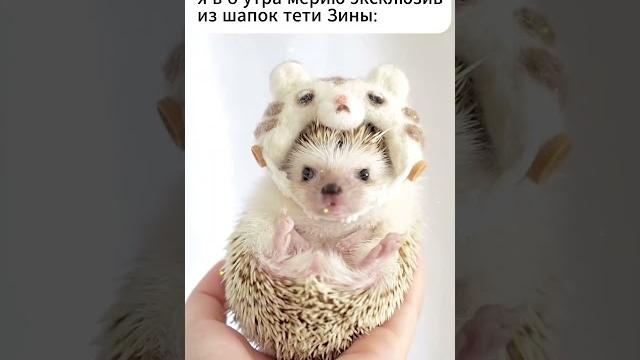 Эксклюзив #смешныевидео #мемы #ёжики Эксклюзив #смешныевидео #мемы #ёжики
