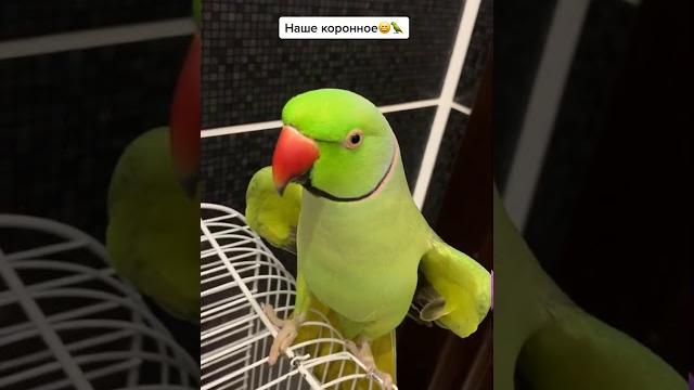 Говорящий попугай Ричи. Видели видео. Говорящий попугай Ричи. Видели видео.