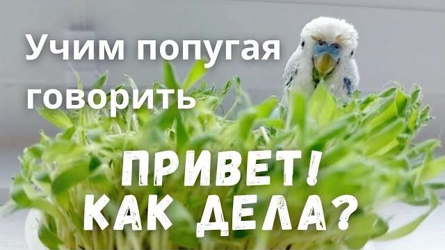 Учим попугая говорить "Привет! Как дела?" Учим попугая говорить "Привет! Как дела?"