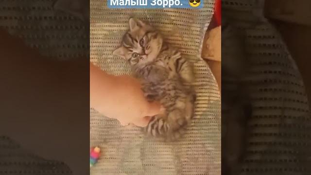 котята манчкин : millikotelnikova@gmail.com #котята #котенок #манчкины #манчкин #смех #мило #милота котята манчкин : millikotelnikova@gmail.com #котята #котенок #манчкины #манчкин #смех #мило #милота