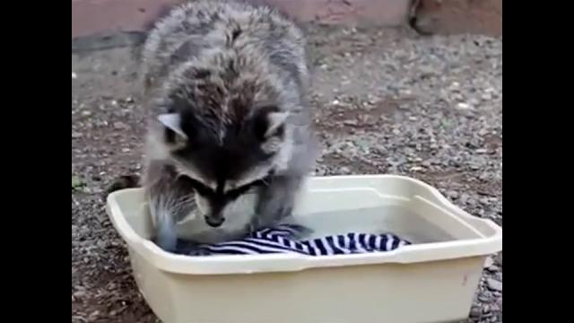 Самое милое видео про ЕНОТОВ! Самое милое видео про ЕНОТОВ!