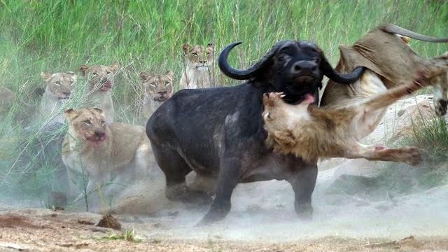 Amazing Africa! The most dangerous animals of the continent! Amazing Africa! The most dangerous animals of the continent!