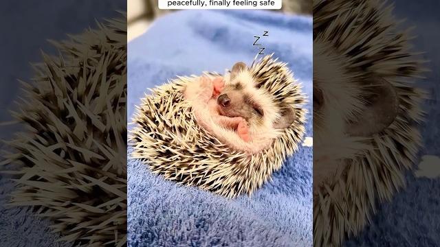 A girl found a baby hedgehog in distress and then... #hedgehog #babyanimal #cuteanimals A girl found a baby hedgehog in distress and then... #hedgehog #babyanimal #cuteanimals