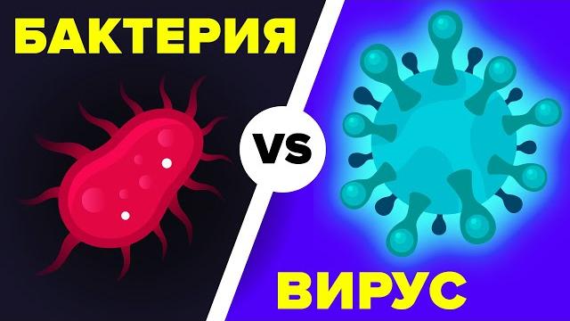 Вирус и бактерия. В чём же разница? Вирус и бактерия. В чём же разница?