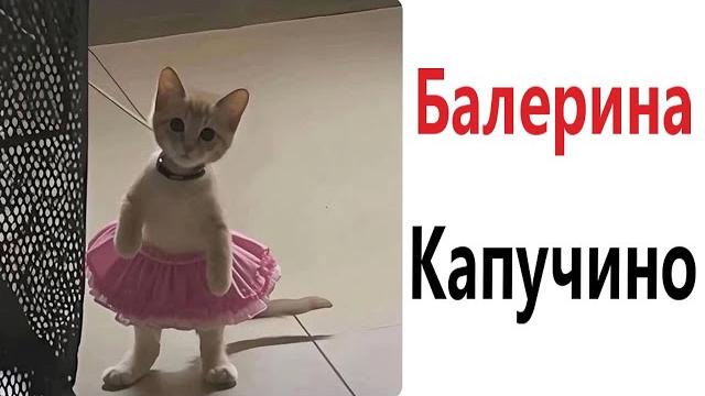 Приколы! МЕМЫ С КОТАМИ! - Смешные видео - Доми шоу! Приколы! МЕМЫ С КОТАМИ! - Смешные видео - Доми шоу!
