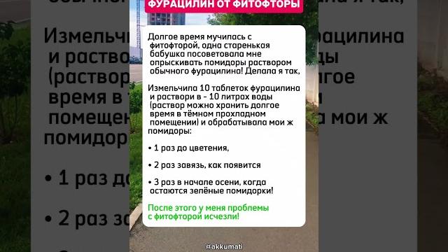 Фурацилин от фитофторы @Akkumati Фурацилин от фитофторы @Akkumati