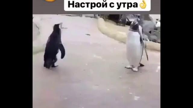 Смешные пингвины Смешные пингвины