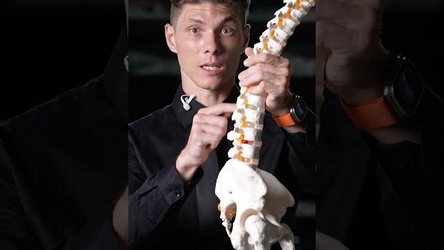 ПОЧЕМУ БОЛИТ ПОЯСНИЦА ? (Биомеханика) ПОЧЕМУ БОЛИТ ПОЯСНИЦА ? (Биомеханика)