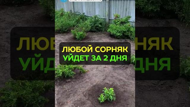 Как избавиться от сорняков за 2 дня? #сорняки #дача #сад #огород Как избавиться от сорняков за 2 дня? #сорняки #дача #сад #огород