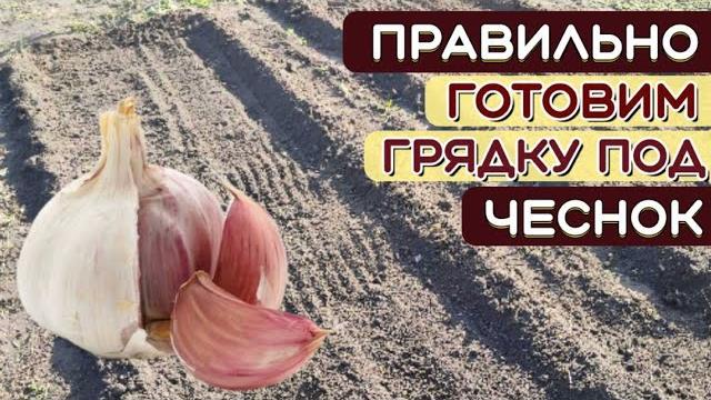 ГОТОВЬТЕ грядку под чеснок ЗАРАНЕЕ! Как ПРАВИЛЬНО подготовить ГРЯДКУ для ЧЕСНОКА. Посев СИДЕРАТОВ. ГОТОВЬТЕ грядку под чеснок ЗАРАНЕЕ! Как ПРАВИЛЬНО подготовить ГРЯДКУ для ЧЕСНОКА. Посев СИДЕРАТОВ.