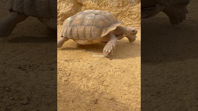 Crocoparc agadir Crocoparc agadir
