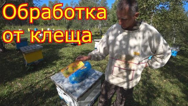 Обработка от клеща. Ставим полоски Обработка от клеща. Ставим полоски