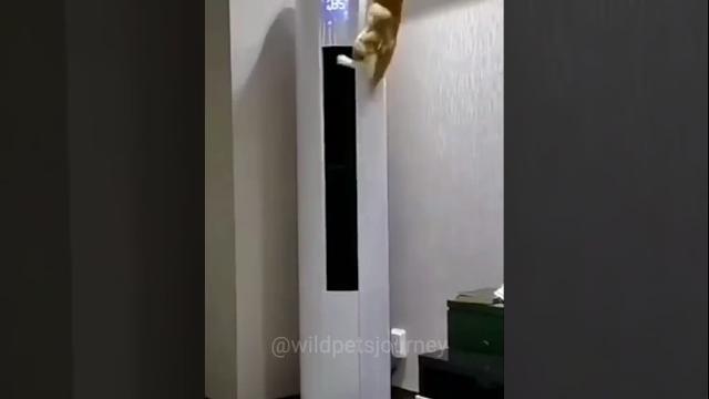FUNNIEST PETS EVER #shorts #viralvideo #cat #dog #viralshorts #video #trending #viralshort FUNNIEST PETS EVER #shorts #viralvideo #cat #dog #viralshorts #video #trending #viralshort