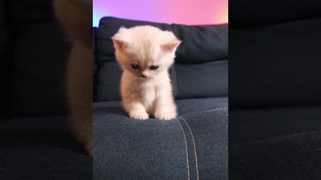 КОТЁНОК УПАЛ? #cat КОТЁНОК УПАЛ? #cat