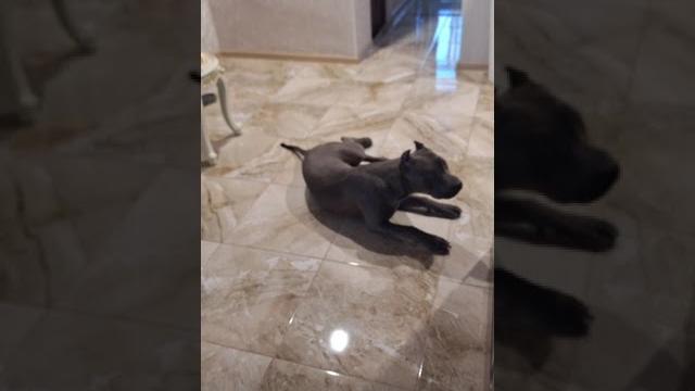 #питбуль Мэджик тунеядец# #апбт #apbt #puppy #pitbulllove #крым #shorts #рекомендации #топ #видео #питбуль Мэджик тунеядец# #апбт #apbt #puppy #pitbulllove #крым #shorts #рекомендации #топ #видео