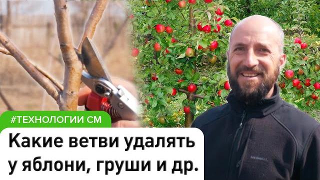 Принципы обрезки плодовых деревьев. Что срезать и почему #СадовыйЭксперт #СадыМечты #ДенисСафронов Принципы обрезки плодовых деревьев. Что срезать и почему #СадовыйЭксперт #СадыМечты #ДенисСафронов