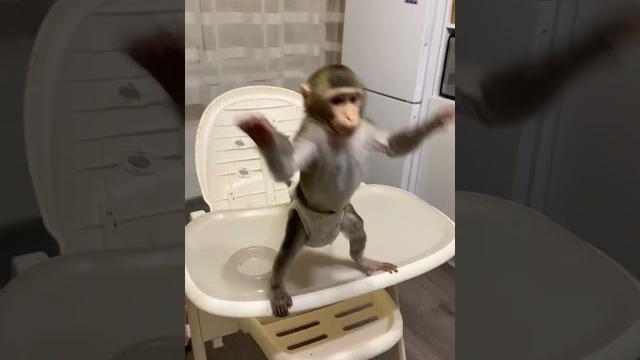 Забавный малыш обезьянка #babymonkey #monyet #обезьяна Забавный малыш обезьянка #babymonkey #monyet #обезьяна