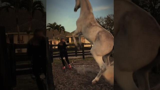 spicy #horse #fypシ #equestrain #лошади #subscribe #рек #конныйспорт #рекомендации #edit spicy #horse #fypシ #equestrain #лошади #subscribe #рек #конныйспорт #рекомендации #edit