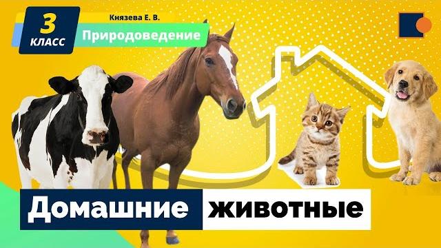 Домашние животные. Природоведение Домашние животные. Природоведение