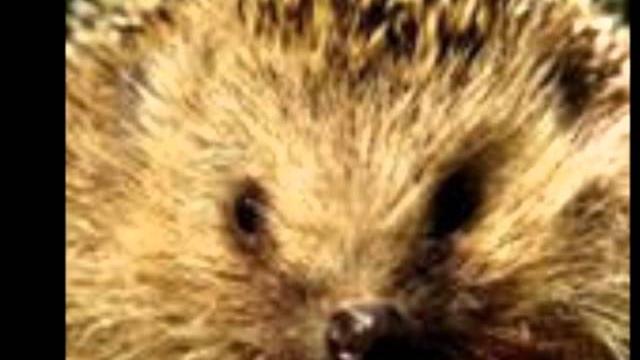 зачем ежику яблоко.wmv зачем ежику яблоко.wmv