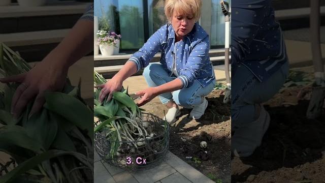 Что делать с луковичными после цветения Что делать с луковичными после цветения