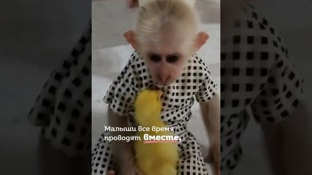обезьянка и утёнок обезьянка и утёнок