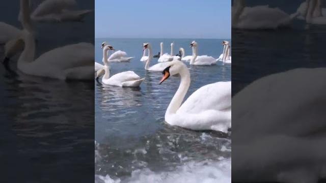Лечебная музыка для сердца и сосудов! До слез красивая мелодия! спокаивающая музыка для нервов Лечебная музыка для сердца и сосудов! До слез красивая мелодия! спокаивающая музыка для нервов