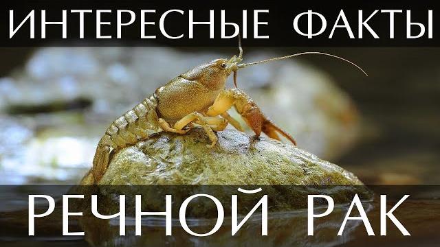 Речной Рак - интересные факты Речной Рак - интересные факты