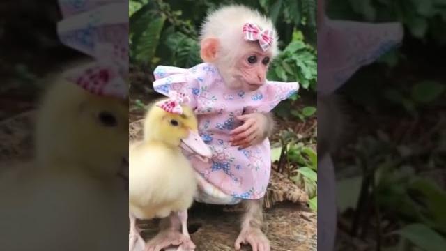 Обезьянка и уточка Обезьянка и уточка