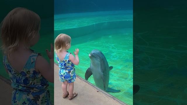 Dolphin befriends little girl Dolphin befriends little girl