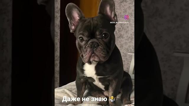 Шутка от французского бульдога Бурана️ Шутка от французского бульдога Бурана️